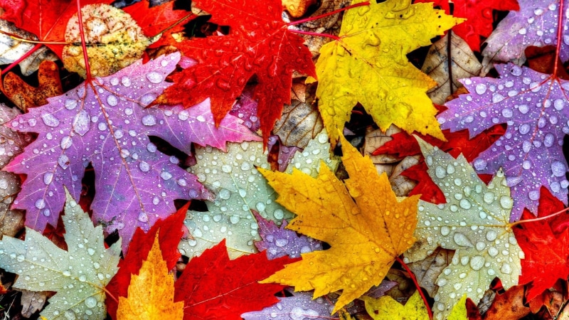 drops, multi colored, red, outdoors, maple leaf, high angle view, leaves, backgrounds, fragility, autumn leaves, day, autumn colors, plant part, water
