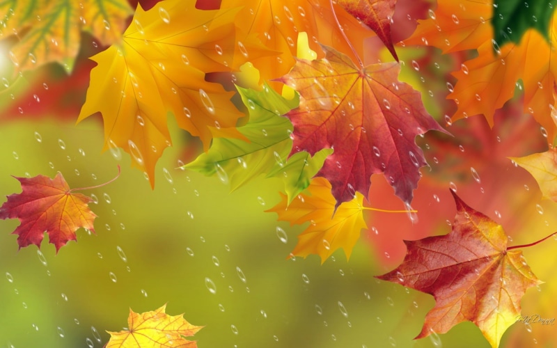 nature, pattern, light - Natural Phenomenon, tree, multi Colored, flower, raindrop, growth, outdoors, yellow, plant, day, orange Color, water, season, lush Foliage