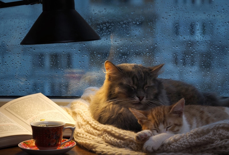 scarf, two cats, autumn, outside the window, twilight, drops, lamp, cats, sleep, house, book, a couple, tea, 1080P, room, knitted, cat, comfort, the evening