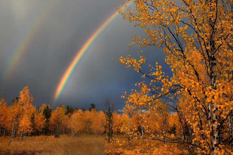 rain, s, Best s, download, leaves, Autumn, 1080P, Nature