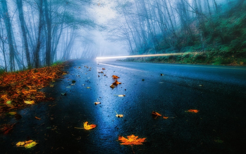Forest, Rain, Light, 1080P, Autumn, Fog, Road, Foliage, Trees, USA