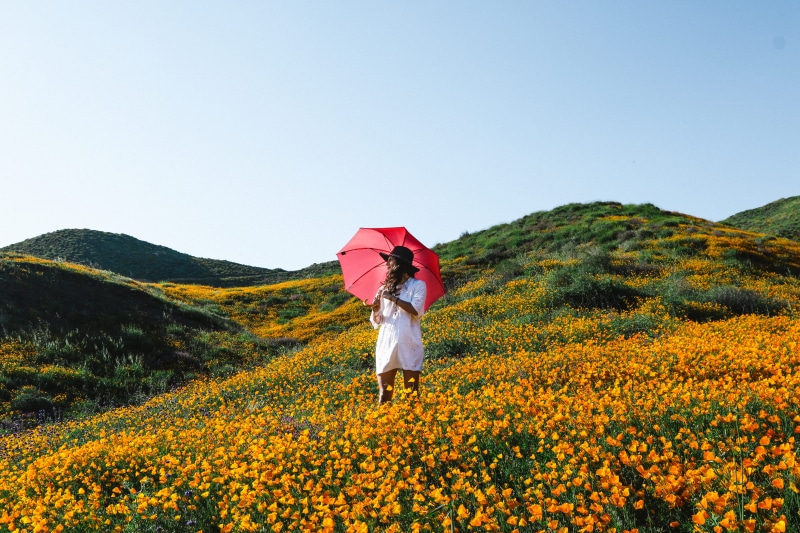 nature, flower, lady, daylight, sky, holding, windflower, blue sky, umbrella, colorful, hill, clear sky, springtime, land, one person, yellow, plant, holiday