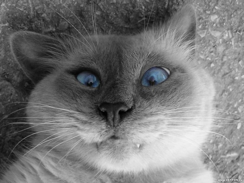 animal, vertebrate, selfies, animal eye, feline, 480P, animals, eye, animal themes, photo, pets, domestic cat, cat, portrait, short, selective coloring
