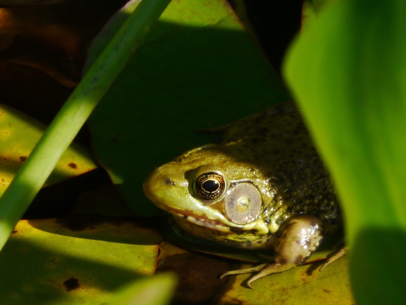 frog pictures, reptile, tympanic membranes, peeping, small bullfrog, close-up, no people, amphibian, animal, behind, lithobates clamitans, green color