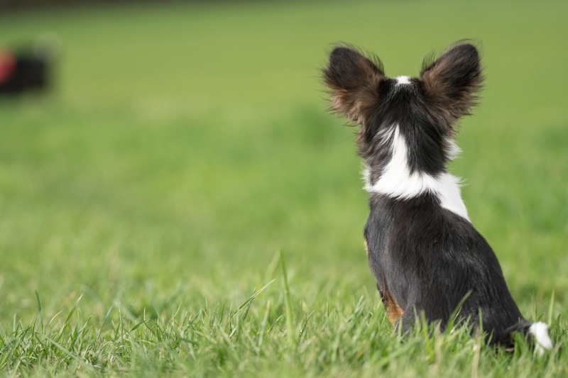 pet, photo, plant, mammal, animal themes, curious, chiwawa, selective, nature, head, fluffy, young animal, attention, no people, animal, animal portrait