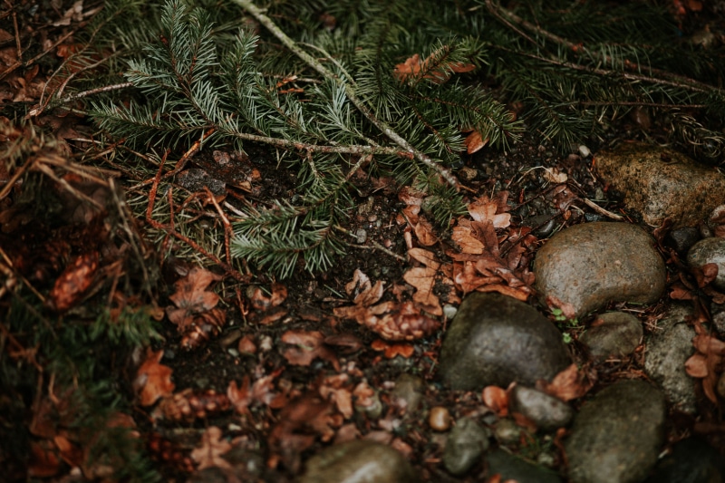 tree, tranquility, outdoors, ground, beauty in nature, day, leaf, texture, rocks, no people, plant, food and drink, food, floor, growth, forest, green color