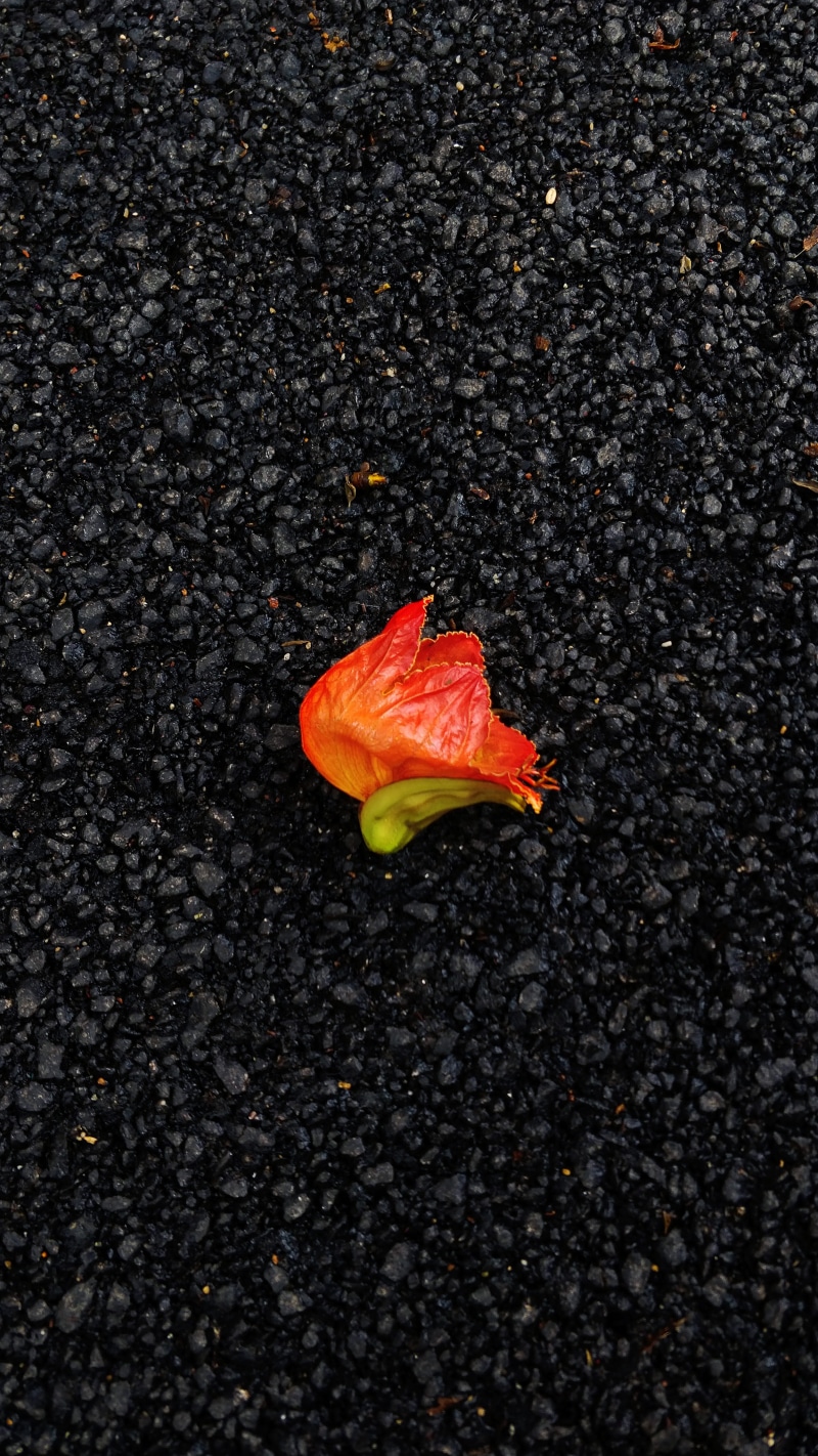 1st main rd, india, single object, close-up, flowering plant, red, orange color, oneplus5, fragility, no people, shotononeplus, high angle view, beauty in nature