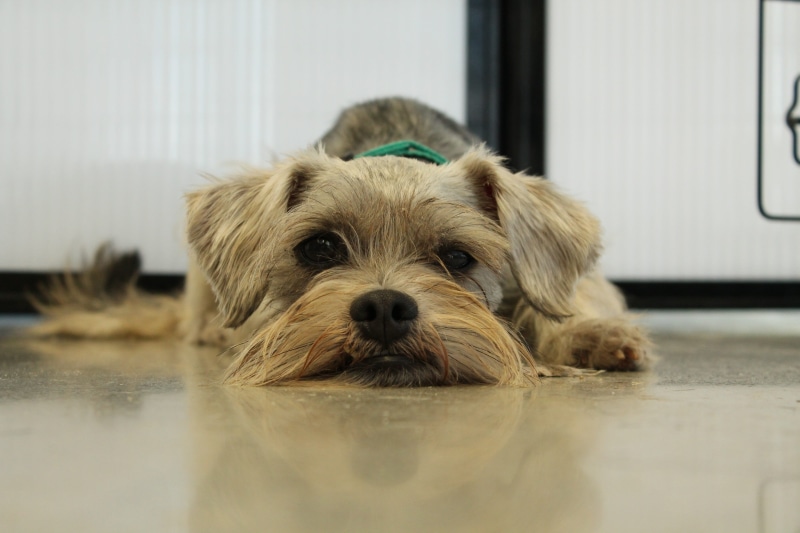 selective focus, indoors, fur, wire, mammal, animal themes, domestic, day, haired, rescue, animal head, tan, animal, dog, wet, small, adopt, gray, one animal