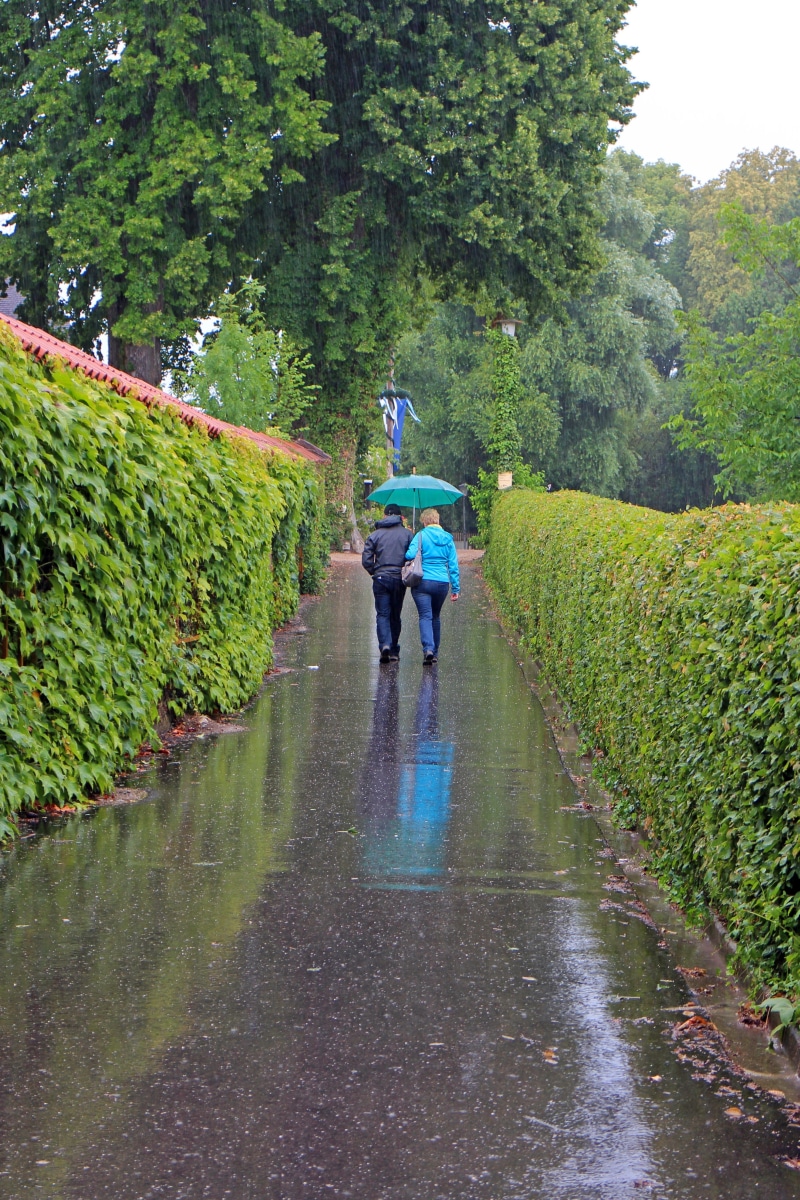 rainy weather, tree, personal, 4K, Pair, rear view, water, trueb, nature, the way forward, horrible, lifestyles, go, people, umbrella, rainy season, outdoors