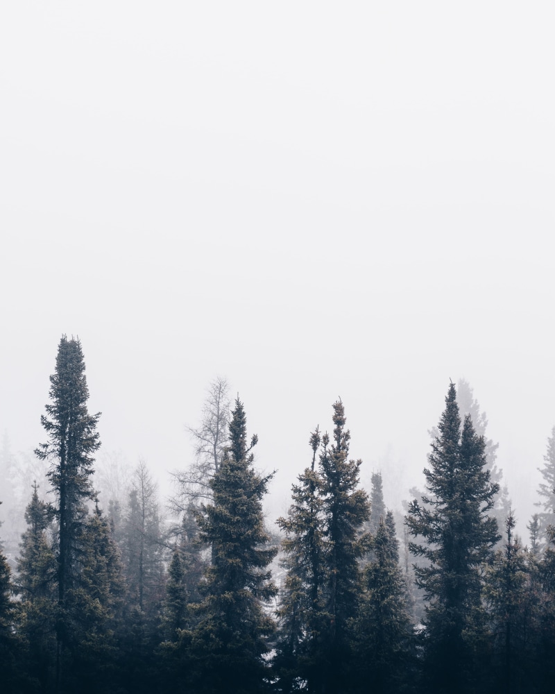 land, green, cold temperature, wilderness Area, sky, copy space, 4K, mountain, spruce Tree, scenics - nature, outdoors, growth, no People, tranquility
