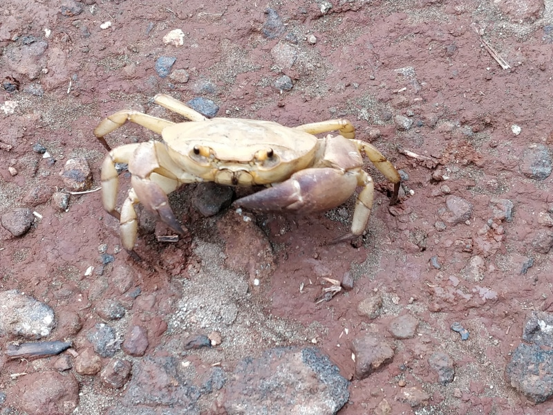 animal bone, animal skull, trek, mountain, unnamed road, monsoon, outdoors, wild, one animal, kalavantin durg, india, animal, nature, animal themes