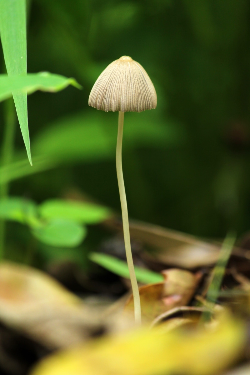 white, small, plant, green color, floor, close-up, beautiful, environment, fresh, fragility, color, wild, selective focus, bright, nature, little, colorful