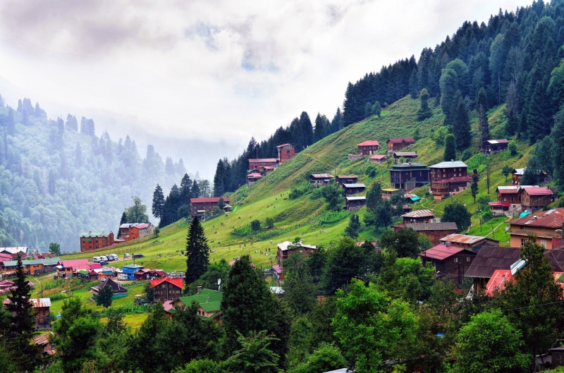 pine tree, day, mountain, high angle view, built structure, scenics - nature, landscape grass, residential district, ispir, daytime, wood-fibre boards