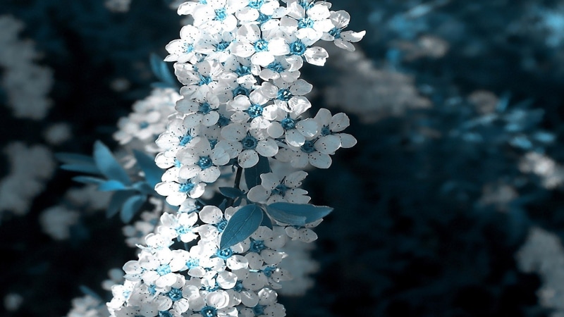 white color, fragility, shape, beauty in nature, backgrounds, backdrop, liquid, winter, nature, crystal, water, vulnerability, focus on foreground