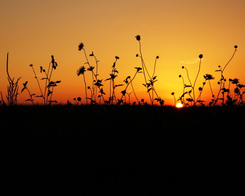 nature, sunny, field, outdoor, no people, idyllic, orange color, silhouette, sky, scenics - nature, sunlight, land, light, travel, set, scene, plant, beauty