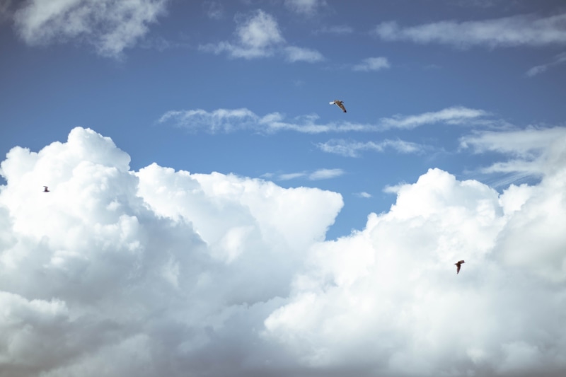 sunny, sunset sky, animals in the wild, day, line, springtime, sun, eye, outdoors, sunlight, cloud - sky, two, highway, spring, color, blue, construction