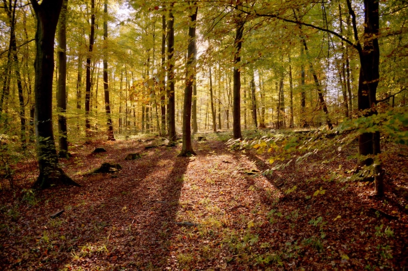sunlight, season, footpath, daytime, tree, green leaf, forest, leaf, woodland, landscape, nature, 4K, autumn, autumn  fall, green, beauty In Nature, green Color