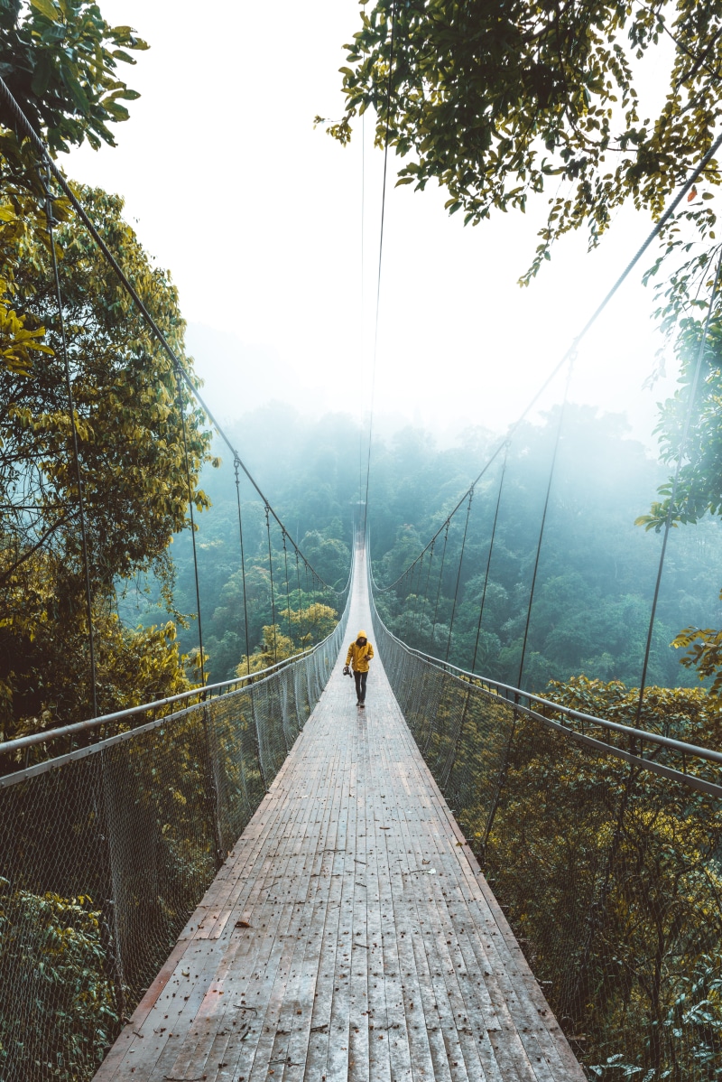 nature, travel, journey, yellow, forest, wander, rope, adventure, green, suspension Bridge, discover, sky, rainforest, green Color, bridge, walking, alone