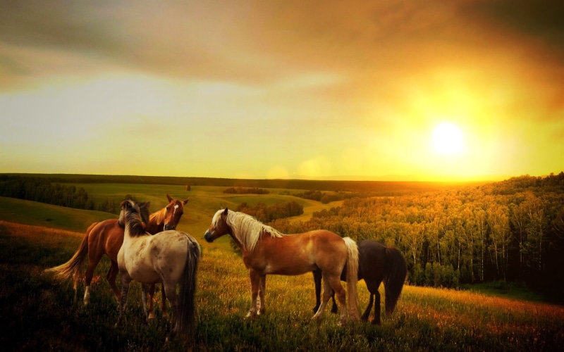 way, field, landscape, farm, mammal, cloud - sky, outdoors, nature, summer, mystical, mountains, sunlight, livestock, dreams, forest, assorted, plant, romantic