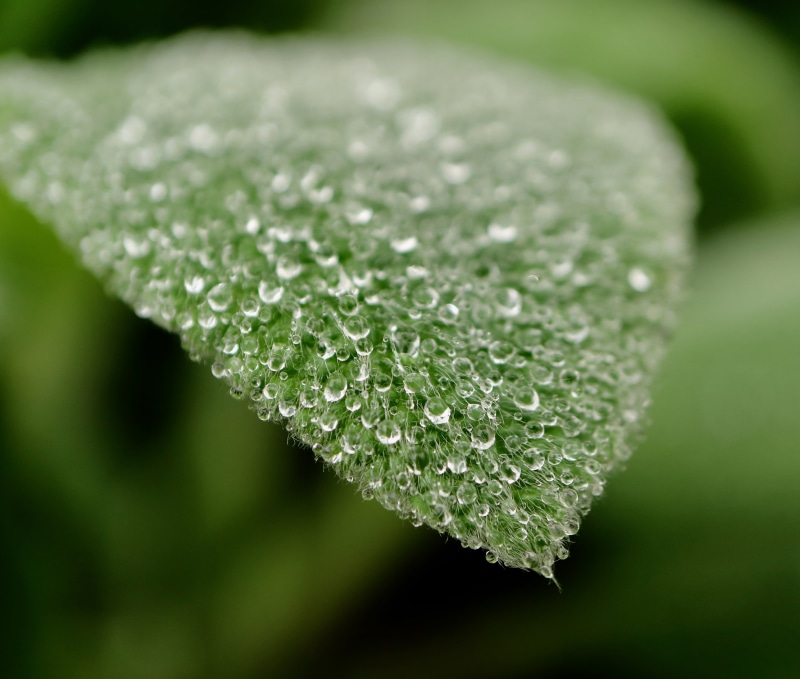 wet, rain  water, rain, rain drop, canon EOS, close-up, green Color, macro, leaf, gota, 2K, shallow, printemps, freshness, raindrop, nature, focus, primavera