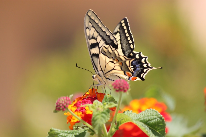 multi Colored, flower, butterfly - Insect, close-up, insect, selective focus, Ελλάδα, φύση, animal, yellow, gray, pink, colors, on top, beauty In Nature