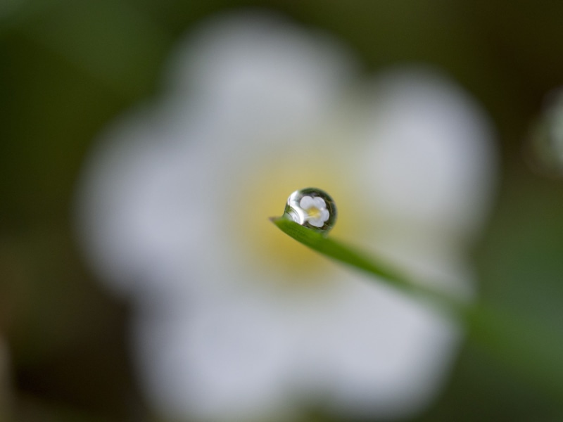 white, macro, photography, springtime, dew, rain drop, beauty In Nature, day, selective focus, raindrop, outdoors, nature, water drop, 4K, drop, vulnerability