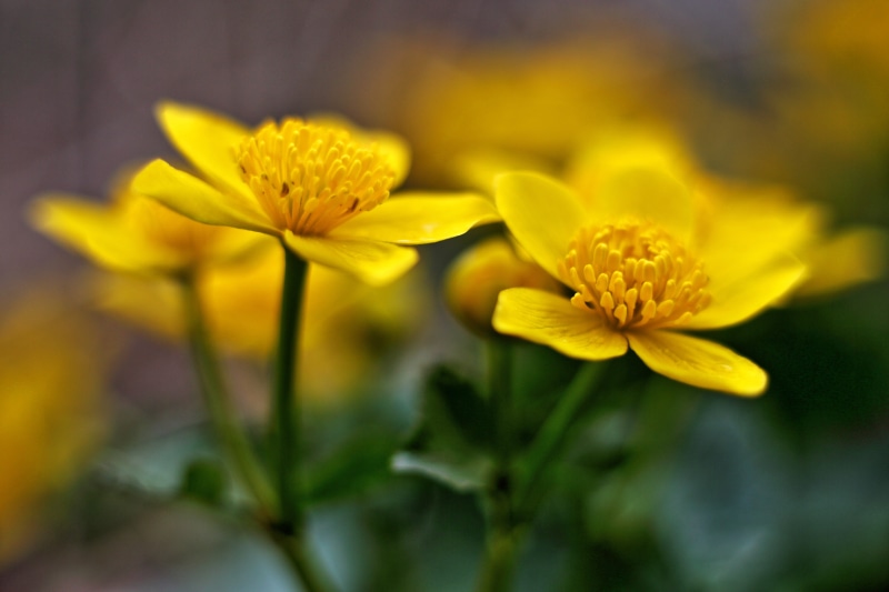 vulnerability, inflorescence, focus, selective focus, day, fragility, spring, plant, nature, close-up, flower, your marigolds, summer, freshness, 5K, blossom