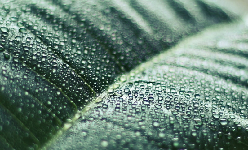 selective, Dew, pattern, leaf, 700d, Montreal, Rebel, green, close, dewdrops, freshness, Wet, 720P, Nature, macro, Hill, drop, close-up, green Color, raindrop