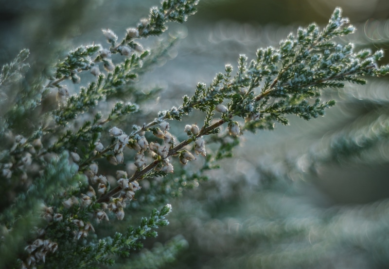 green, leaf, summer, clarity, nature, heather, pine tree, thistles, tree, spikes, coniferous tree, flower, vanishing, the stem, fir tree, vegetation, selective
