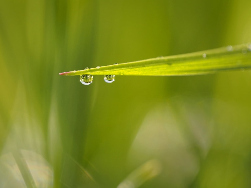 rain, shallow, summer, shallow focus, leaf, morning dew, close-up, rain drop, grass, focus, macro, green Color, water, environment, drop, dew, makro, freshness