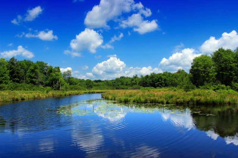 surrounded, creative commons, wetland, body, blue, river, clouds, Tobyhanna Creek, Pennsylvania, summer, landscape, forest, cumulus, tree, scenics, water