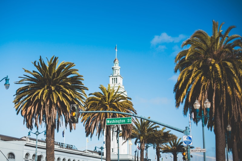 tree trunk, sf bay, famous Place, date palm tree, outdoors, low angle view, palm leaf, hotel, palm Tree, San Francisco, 4K, Washington Street, big city