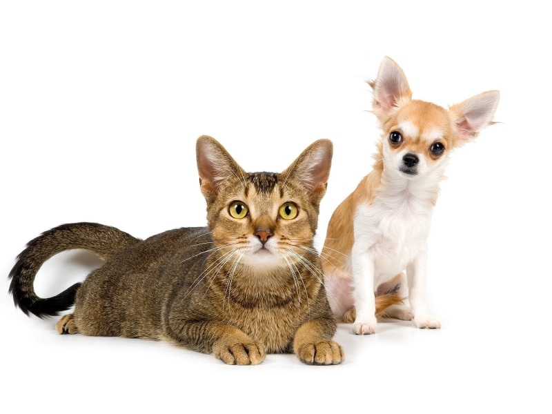 cut Out, domestic Animals, kitten, looking, animals Hunting, puppy, photo shoot, pets, tabby, feline, white Color, mammal, sitting, white Background, white