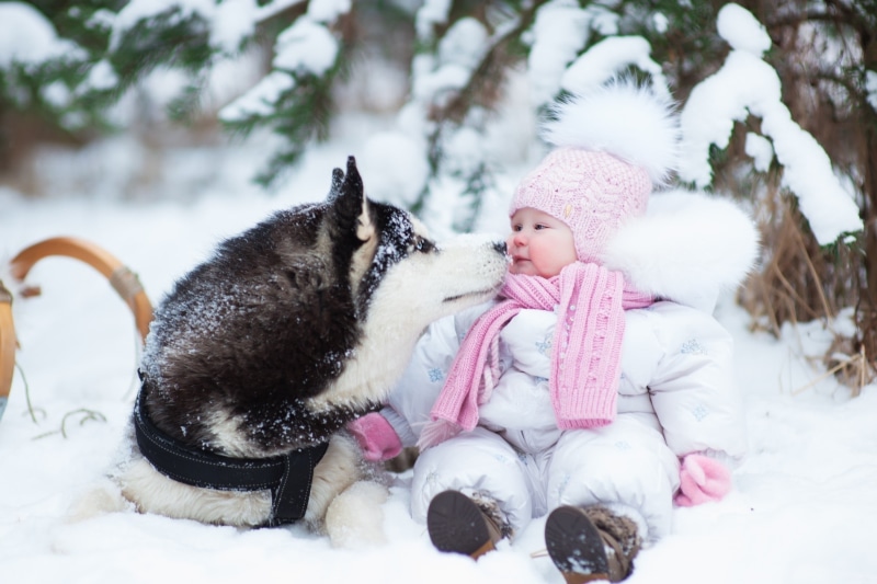 family, one Person, cold - Temperature, playing, pets, smiling, love, warm clothing, lifestyles, nature, girls, knit hat, cute, season, embracing, childhood