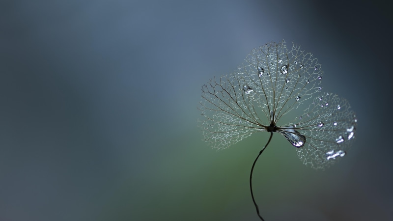 sky, moisture, 4K, droplets, macro photography, nature, dew, waterdrop, clover, water, close up, transparent, translucent