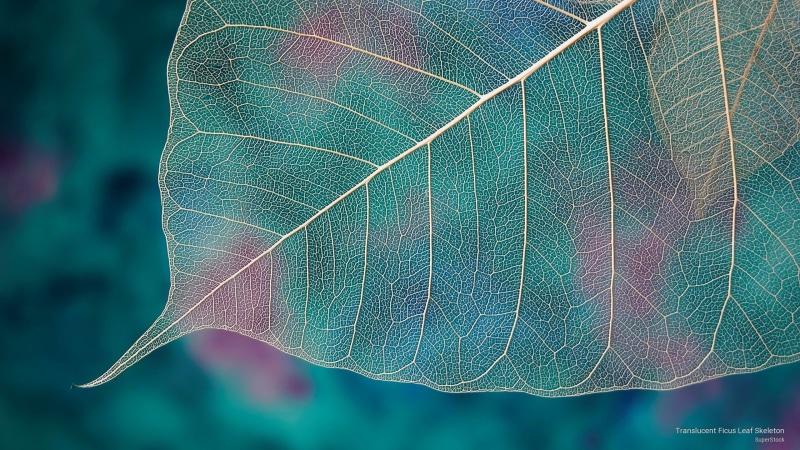 skeleton, ficus, Nature, 2K, translucent, leaf