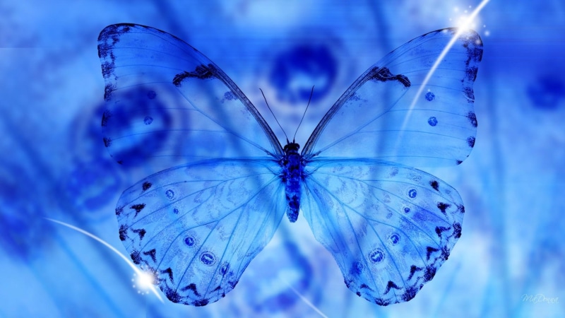 light, blue, 1080P, butterfly, abstract, nature, translucent, star, animals, transparent, firefox persona