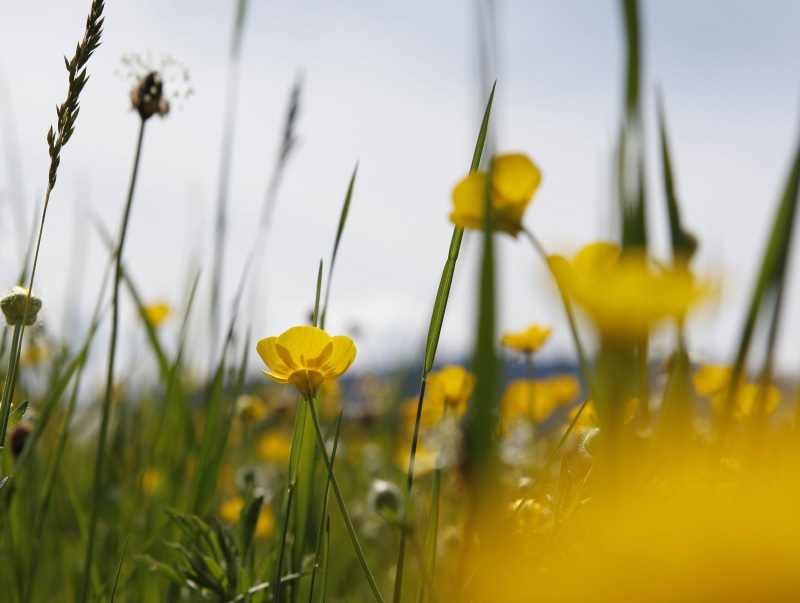 blur, buttercup, close-up, flower, bokeh, translucent, plant, beauty In Nature, petaled, distortion, springtime, wildflowers, grass, delicate, 4K, weeds
