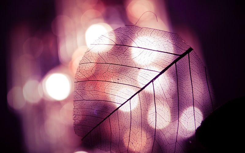 vein, nature, pink, leaf, hd, translucent, 2K, bokeh