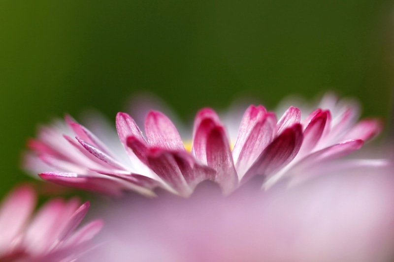 macro, close-up, weeds, he loves me  he loves me not, single Flower, daisy, blurry, overlapping, photo, 2K, beauty In Nature, delicate, flower Head, focus
