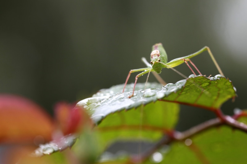 focus, bug, close-up, curves, blur, tettigoniidae, droplet, raindrops, photography, green, bokeh, leaves, ashamed, katy, closeup, macro, green Color, what katy did