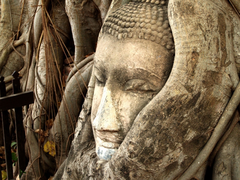 siam, spiritual, buddhist, asia, pagoda, tree, king, mountain, ayutthaya, history, ancient civilization, male likeness, full frame, majestic, architecture