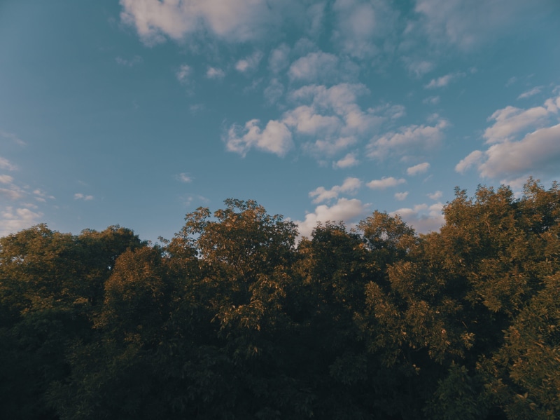 tranquility, low angle view, aerial, non-urban scene, scenics - nature, no people, forest, tree, outdoors, 4K, nature, idyllic, autumn, summer, growth