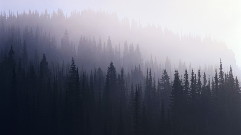 nature, Forest, uhd, 1080P, dark, 1920x1080, hipster, ultra hd