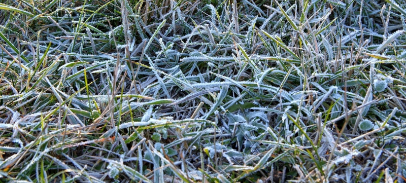 backgrounds, growth, Morning, tranquility, Freezers, frosty, day, grass, close-up, winter, full frame, seasons of the year, outdoors, plant, water, East
