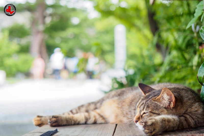 èè², net, PRO, brown tabby, Japan, Trophy, brown, kitty, ほくざん, 日本, tabby, cat, EZ, 40mm, cute, plant, Ryukyuan, one day, ED, Meow, bokeh, JL, Project 365