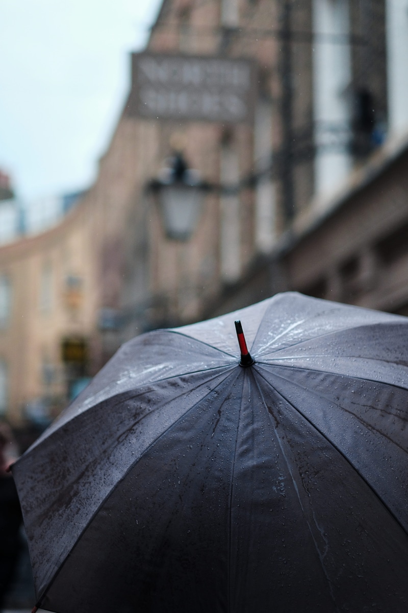 holding, weather, no people, invertebrate, animals in the wild, one animal, person, black umbrella, near, daytime, black, brown, gray, parasol, animal