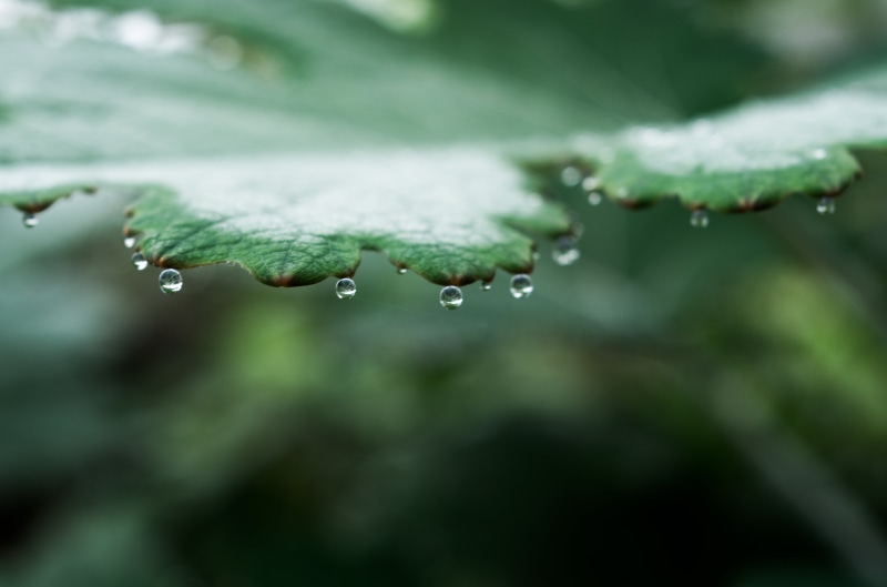 raindrop, freshness, nature, rain, dew, green Color, 4K, macro, water, green, close-up, wet, shot, drop, plant, droplets, leaf