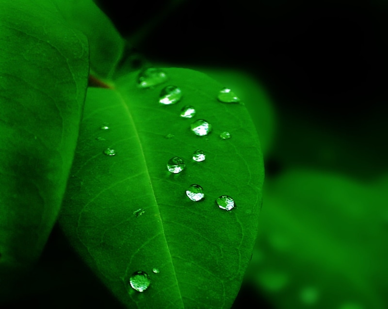 verde, droplets, 720P, environment, leaf, green Color, foto, water droplets, rain, macro, plant, drop, water, Felicidad, dew, freshness, de, hoja, green