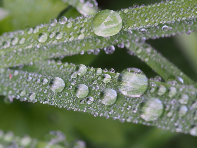 raindrop, shot, drop, macro, fall, dew, liquid, plant, leaf, backgrounds, green Color, circles, close-up, tau, nature, harz, drops, 4K, wet, plants, green